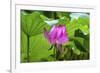 Pink Lotus Flower Lily Pads Close-Up Lotus Pond Summer Palace, Beijing, China-William Perry-Framed Photographic Print