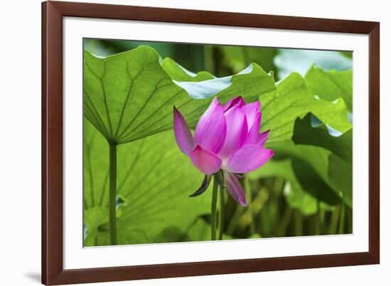 Pink Lotus Flower Lily Pads Close-Up Lotus Pond Summer Palace, Beijing, China-William Perry-Framed Photographic Print