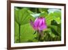 Pink Lotus Flower Lily Pads Close-Up Lotus Pond Summer Palace, Beijing, China-William Perry-Framed Photographic Print