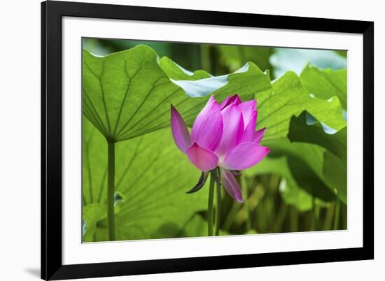 Pink Lotus Flower Lily Pads Close-Up Lotus Pond Summer Palace, Beijing, China-William Perry-Framed Photographic Print