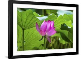 Pink Lotus Flower Lily Pads Close-Up Lotus Pond Summer Palace, Beijing, China-William Perry-Framed Photographic Print