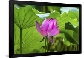 Pink Lotus Flower Lily Pads Close-Up Lotus Pond Summer Palace, Beijing, China-William Perry-Framed Photographic Print