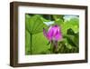 Pink Lotus Flower Lily Pads Close-Up Lotus Pond Summer Palace, Beijing, China-William Perry-Framed Photographic Print