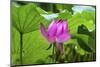 Pink Lotus Flower Lily Pads Close-Up Lotus Pond Summer Palace, Beijing, China-William Perry-Mounted Photographic Print