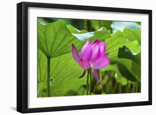 Pink Lotus Flower Lily Pads Close-Up Lotus Pond Summer Palace, Beijing, China-William Perry-Framed Photographic Print