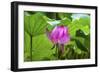 Pink Lotus Flower Lily Pads Close-Up Lotus Pond Summer Palace, Beijing, China-William Perry-Framed Photographic Print