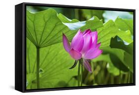 Pink Lotus Flower Lily Pads Close-Up Lotus Pond Summer Palace, Beijing, China-William Perry-Framed Stretched Canvas