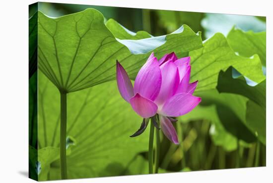 Pink Lotus Flower Lily Pads Close-Up Lotus Pond Summer Palace, Beijing, China-William Perry-Stretched Canvas