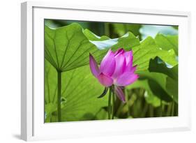 Pink Lotus Flower Lily Pads Close-Up Lotus Pond Summer Palace, Beijing, China-William Perry-Framed Photographic Print