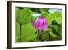 Pink Lotus Flower Lily Pads Close-Up Lotus Pond Summer Palace, Beijing, China-William Perry-Framed Photographic Print