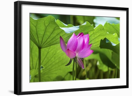 Pink Lotus Flower Lily Pads Close-Up Lotus Pond Summer Palace, Beijing, China-William Perry-Framed Photographic Print