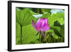 Pink Lotus Flower Lily Pads Close-Up Lotus Pond Summer Palace, Beijing, China-William Perry-Framed Photographic Print