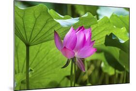 Pink Lotus Flower Lily Pads Close-Up Lotus Pond Summer Palace, Beijing, China-William Perry-Mounted Photographic Print