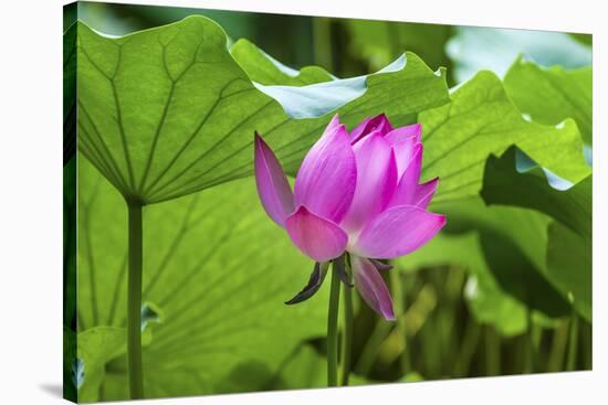 Pink Lotus Flower Lily Pads Close-Up Lotus Pond Summer Palace, Beijing, China-William Perry-Stretched Canvas