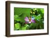 Pink Lotus Flower Stamen Lily Pads Close-Up Lotus Pond Summer Palace, Beijing, China-William Perry-Framed Photographic Print