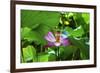 Pink Lotus Flower Stamen Lily Pads Close-Up Lotus Pond Summer Palace, Beijing, China-William Perry-Framed Photographic Print