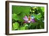 Pink Lotus Flower Stamen Lily Pads Close-Up Lotus Pond Summer Palace, Beijing, China-William Perry-Framed Photographic Print