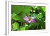 Pink Lotus Flower Stamen Lily Pads Close-Up Lotus Pond Summer Palace, Beijing, China-William Perry-Framed Photographic Print