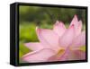 Pink Lotus, Kenilworth Aquatic Gardens, Washington DC, USA-Corey Hilz-Framed Stretched Canvas