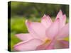 Pink Lotus, Kenilworth Aquatic Gardens, Washington DC, USA-Corey Hilz-Stretched Canvas