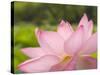 Pink Lotus, Kenilworth Aquatic Gardens, Washington DC, USA-Corey Hilz-Stretched Canvas