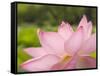 Pink Lotus, Kenilworth Aquatic Gardens, Washington DC, USA-Corey Hilz-Framed Stretched Canvas