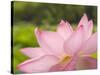 Pink Lotus, Kenilworth Aquatic Gardens, Washington DC, USA-Corey Hilz-Stretched Canvas