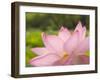 Pink Lotus, Kenilworth Aquatic Gardens, Washington DC, USA-Corey Hilz-Framed Photographic Print