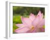 Pink Lotus, Kenilworth Aquatic Gardens, Washington DC, USA-Corey Hilz-Framed Photographic Print