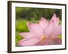 Pink Lotus, Kenilworth Aquatic Gardens, Washington DC, USA-Corey Hilz-Framed Photographic Print