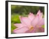 Pink Lotus, Kenilworth Aquatic Gardens, Washington DC, USA-Corey Hilz-Framed Photographic Print