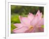 Pink Lotus, Kenilworth Aquatic Gardens, Washington DC, USA-Corey Hilz-Framed Photographic Print