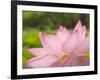 Pink Lotus, Kenilworth Aquatic Gardens, Washington DC, USA-Corey Hilz-Framed Photographic Print