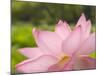 Pink Lotus, Kenilworth Aquatic Gardens, Washington DC, USA-Corey Hilz-Mounted Photographic Print
