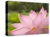 Pink Lotus, Kenilworth Aquatic Gardens, Washington DC, USA-Corey Hilz-Stretched Canvas