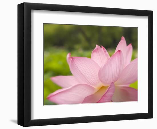 Pink Lotus, Kenilworth Aquatic Gardens, Washington DC, USA-Corey Hilz-Framed Photographic Print