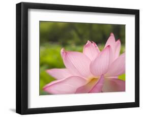 Pink Lotus, Kenilworth Aquatic Gardens, Washington DC, USA-Corey Hilz-Framed Photographic Print