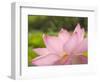 Pink Lotus, Kenilworth Aquatic Gardens, Washington DC, USA-Corey Hilz-Framed Photographic Print