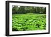 Pink Lotus Pads Garden Summer Palace, Beijing, China-William Perry-Framed Photographic Print