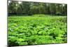 Pink Lotus Pads Garden Summer Palace, Beijing, China-William Perry-Mounted Photographic Print