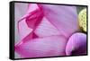 Pink Lotus Petal Bud Close-Up Macro Hong Kong Flower Market-William Perry-Framed Stretched Canvas