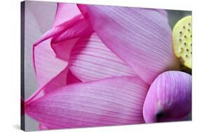 Pink Lotus Petal Bud Close-Up Macro Hong Kong Flower Market-William Perry-Stretched Canvas