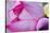 Pink Lotus Petal Bud Close-Up Macro Hong Kong Flower Market-William Perry-Stretched Canvas