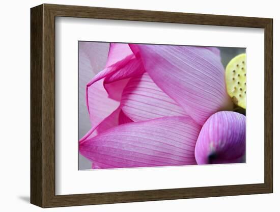 Pink Lotus Petal Bud Close-Up Macro Hong Kong Flower Market-William Perry-Framed Photographic Print