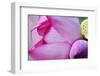 Pink Lotus Petal Bud Close-Up Macro Hong Kong Flower Market-William Perry-Framed Photographic Print