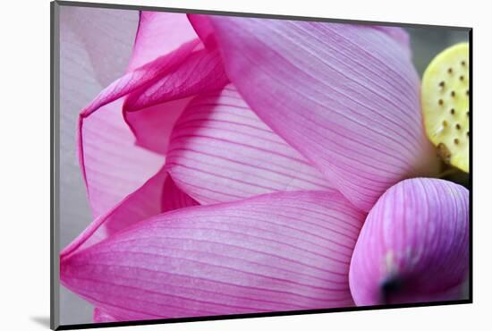 Pink Lotus Petal Bud Close-Up Macro Hong Kong Flower Market-William Perry-Mounted Photographic Print