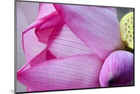 Pink Lotus Petal Bud Close-Up Macro Hong Kong Flower Market-William Perry-Mounted Photographic Print