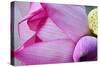 Pink Lotus Petal Bud Close-Up Macro Hong Kong Flower Market-William Perry-Stretched Canvas