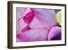 Pink Lotus Petal Bud Close-Up Macro Hong Kong Flower Market-William Perry-Framed Photographic Print