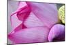 Pink Lotus Petal Bud Close-Up Macro Hong Kong Flower Market-William Perry-Mounted Photographic Print